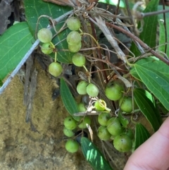 Smilax glyciphylla at Budderoo National Park - 3 Mar 2024