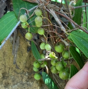 Smilax glyciphylla at Budderoo National Park - 3 Mar 2024