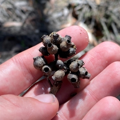 Eucalyptus piperita subsp. urceolaris at Robertson - 3 Mar 2024 by Tapirlord