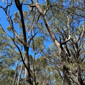 Eucalyptus piperita subsp. urceolaris at Budderoo National Park - 3 Mar 2024