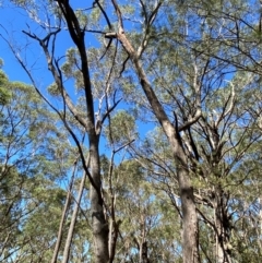 Eucalyptus piperita subsp. urceolaris at Budderoo National Park - 3 Mar 2024