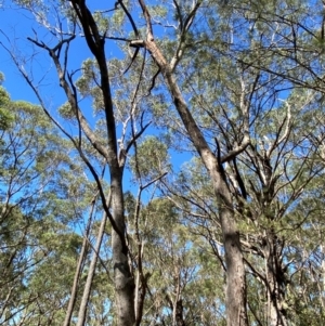 Eucalyptus piperita subsp. urceolaris at Budderoo National Park - 3 Mar 2024 11:16 AM