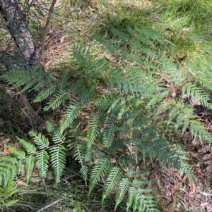 Pteridium esculentum at Budderoo National Park - 3 Mar 2024