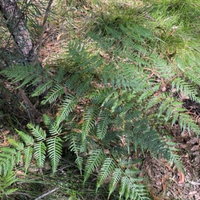 Pteridium esculentum (Bracken) at Budderoo National Park - 3 Mar 2024 by Tapirlord