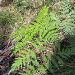 Pteridium esculentum at Budderoo National Park - 3 Mar 2024 11:14 AM