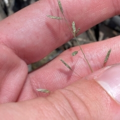 Eragrostis brownii (Common Love Grass) at Robertson - 3 Mar 2024 by Tapirlord