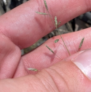 Eragrostis brownii at Budderoo National Park - 3 Mar 2024 11:12 AM