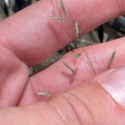 Eragrostis brownii (Common Love Grass) at Robertson, NSW - 3 Mar 2024 by Tapirlord