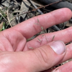 Eragrostis brownii at Budderoo National Park - 3 Mar 2024