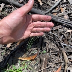 Eragrostis brownii at Budderoo National Park - 3 Mar 2024