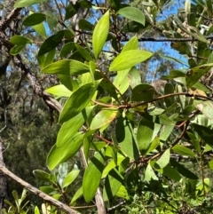 Persoonia levis (Broad-leaved Geebung) at Robertson - 3 Mar 2024 by Tapirlord