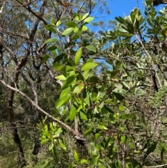 Persoonia levis at Budderoo National Park - 3 Mar 2024