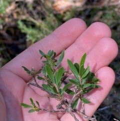 Gaudium trinerva (Paperbark Teatree) at Robertson - 3 Mar 2024 by Tapirlord