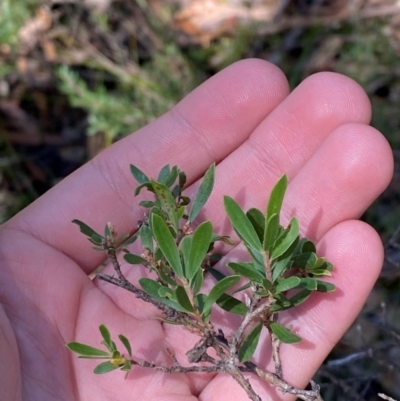 Gaudium trinerva (Paperbark Teatree) at Robertson, NSW - 3 Mar 2024 by Tapirlord