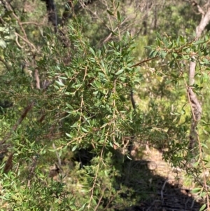 Gaudium trinervium at Budderoo National Park - 3 Mar 2024