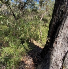 Gaudium trinervium at Budderoo National Park - 3 Mar 2024 11:03 AM