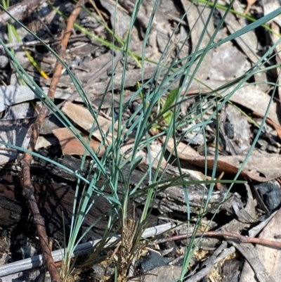 Lomandra glauca (Pale Mat-rush) at Robertson, NSW - 3 Mar 2024 by Tapirlord