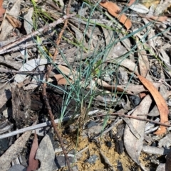 Lomandra glauca at Budderoo National Park - 3 Mar 2024 11:00 AM