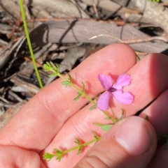 Tetratheca thymifolia (Black-eyed Susan) at Robertson - 3 Mar 2024 by Tapirlord