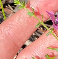 Tetratheca thymifolia at Robertson - 3 Mar 2024