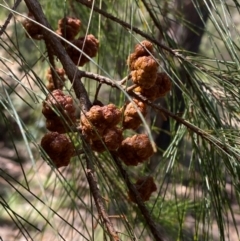 Allocasuarina littoralis (Black She-oak) at Robertson, NSW - 2 Mar 2024 by Tapirlord