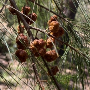 Allocasuarina littoralis at Budderoo National Park - 3 Mar 2024 10:59 AM