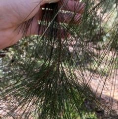 Allocasuarina littoralis at Budderoo National Park - 3 Mar 2024 10:59 AM