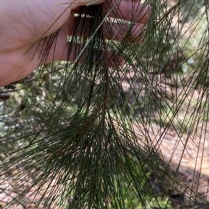 Allocasuarina littoralis at Budderoo National Park - 3 Mar 2024 10:59 AM