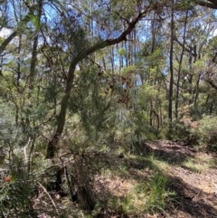 Allocasuarina littoralis at Budderoo National Park - 3 Mar 2024 10:59 AM