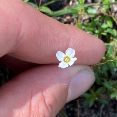 Mitrasacme polymorpha (Varied Mitrewort) at Budderoo National Park - 2 Mar 2024 by Tapirlord