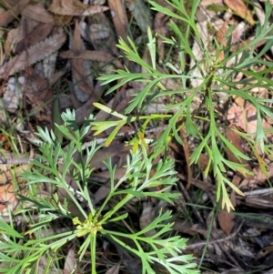 Isopogon anemonifolius at Robertson - 3 Mar 2024