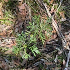 Isopogon anemonifolius at Robertson - 3 Mar 2024