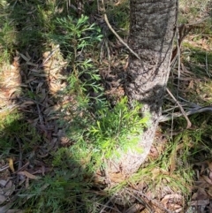 Isopogon anemonifolius at Robertson - suppressed