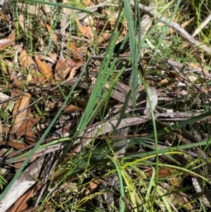 Patersonia sericea at Budderoo National Park - 3 Mar 2024