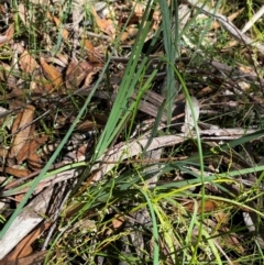 Patersonia sericea at Budderoo National Park - 3 Mar 2024