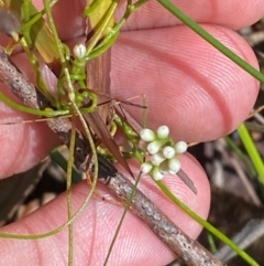 Cassytha glabella f. glabella (Slender Devil's Twine) at Robertson - 2 Mar 2024 by Tapirlord