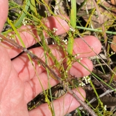 Cassytha glabella f. glabella at Budderoo National Park - 3 Mar 2024