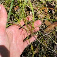 Cassytha glabella f. glabella at Budderoo National Park - 3 Mar 2024