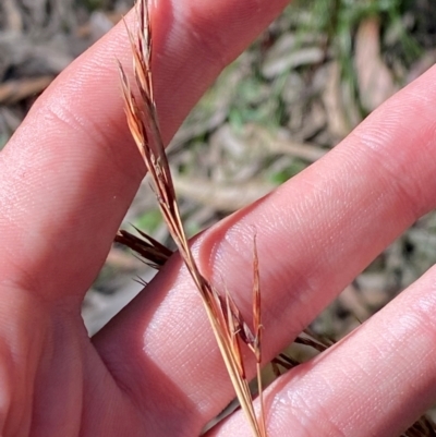 Cyathochaeta diandra (Sheath Rush) at Wingecarribee Local Government Area - 2 Mar 2024 by Tapirlord