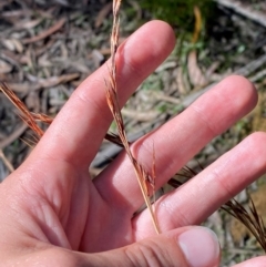 Cyathochaeta diandra at Budderoo National Park - 3 Mar 2024