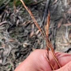 Cyathochaeta diandra at Budderoo National Park - 3 Mar 2024