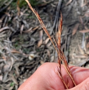 Cyathochaeta diandra at Budderoo National Park - 3 Mar 2024