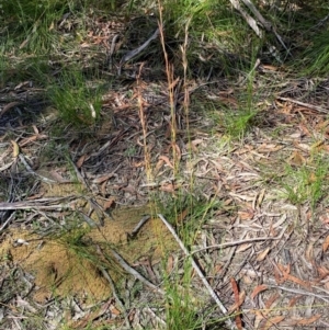 Cyathochaeta diandra at Budderoo National Park - 3 Mar 2024
