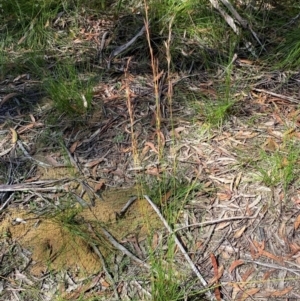 Cyathochaeta diandra at Budderoo National Park - 3 Mar 2024 10:51 AM