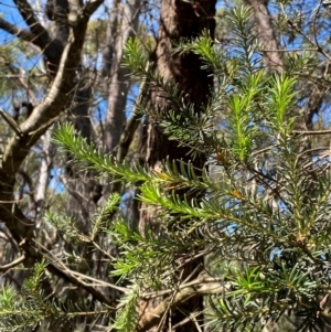 Banksia ericifolia subsp. ericifolia at Budderoo National Park - 3 Mar 2024