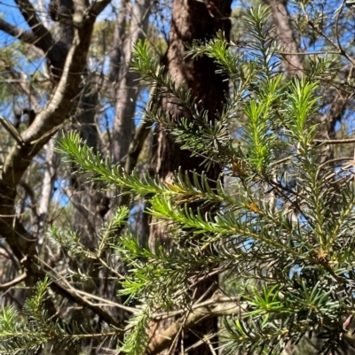 Banksia ericifolia subsp. ericifolia (Heath-leaved Banksia) at Robertson - 2 Mar 2024 by Tapirlord