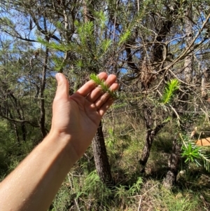 Banksia ericifolia subsp. ericifolia at Budderoo National Park - 3 Mar 2024