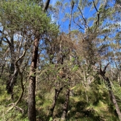 Banksia ericifolia subsp. ericifolia at Budderoo National Park - 3 Mar 2024