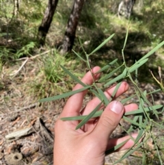 Acacia suaveolens (Sweet Wattle) at Robertson, NSW - 2 Mar 2024 by Tapirlord