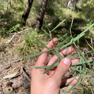 Acacia suaveolens (Sweet Wattle) at Budderoo National Park by Tapirlord